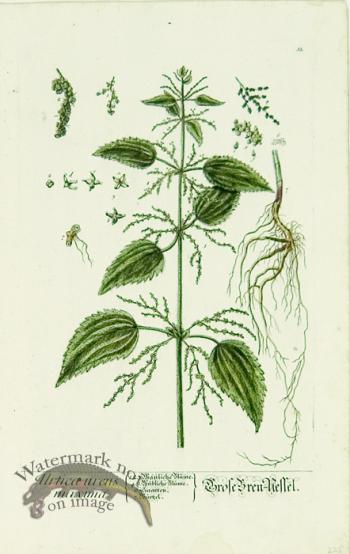 Blackwell German 066